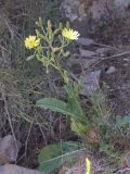 Смотреть изображение Steptorhamphus crassicaulis