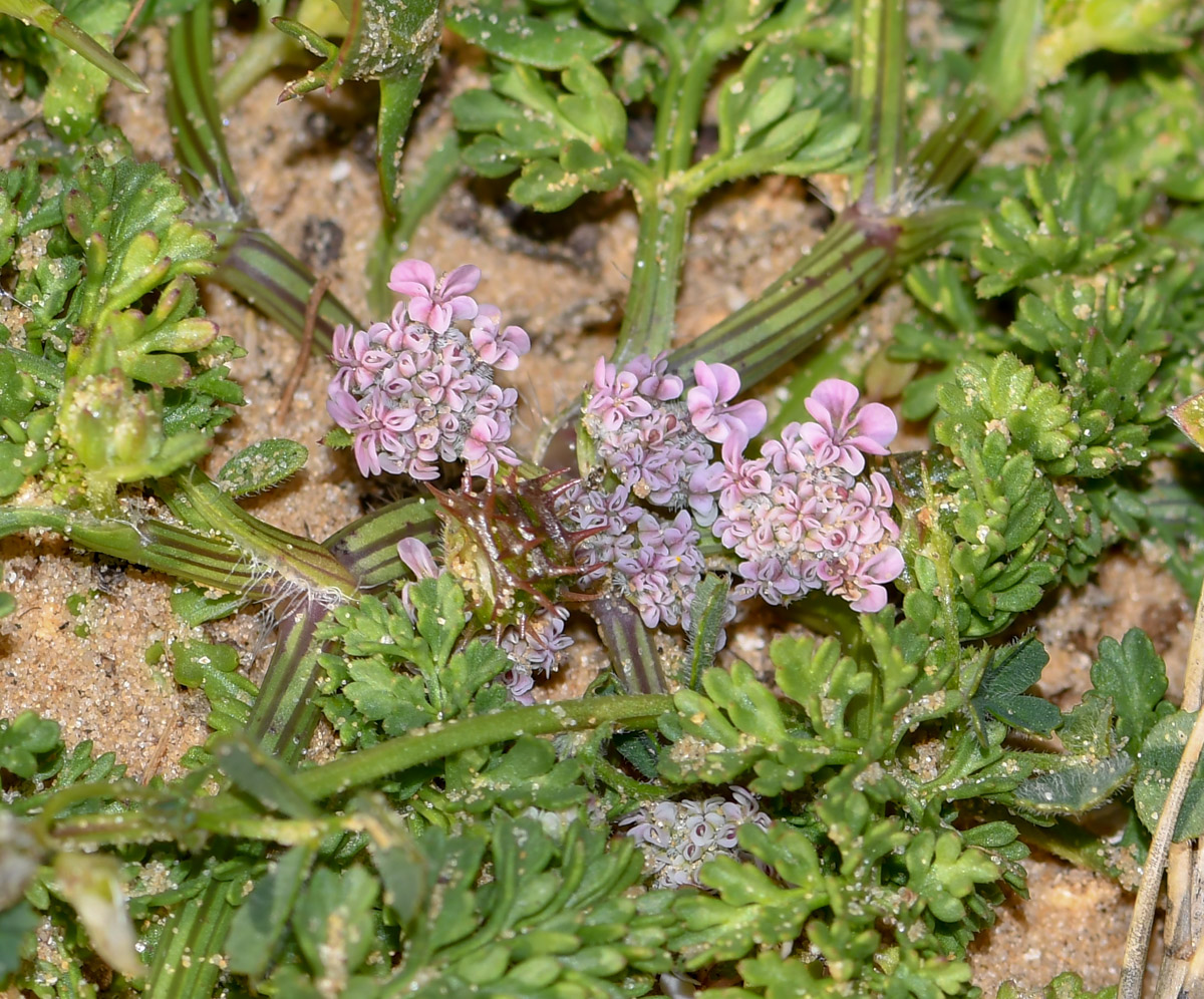 Изображение особи Pseudorlaya pumila.