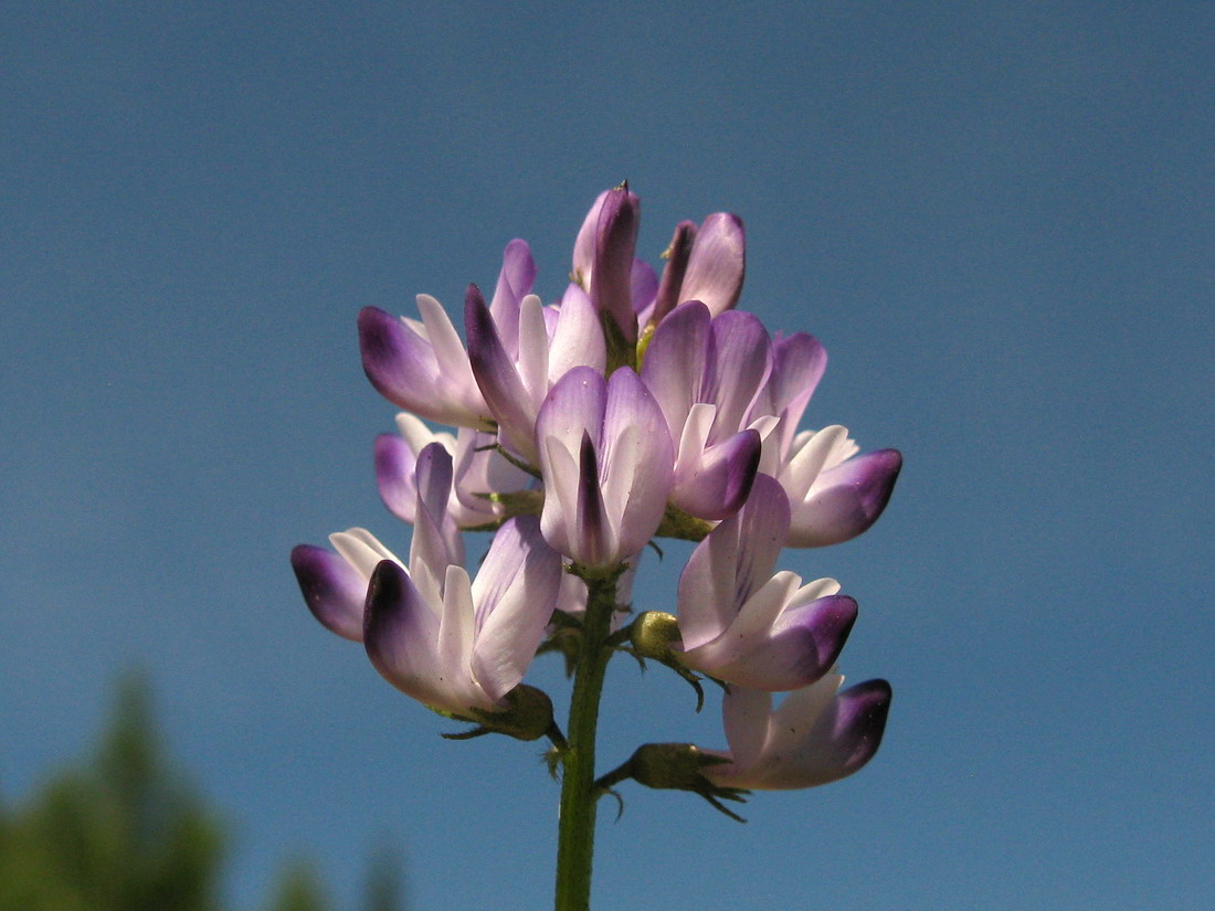 Изображение особи Astragalus alpinus.