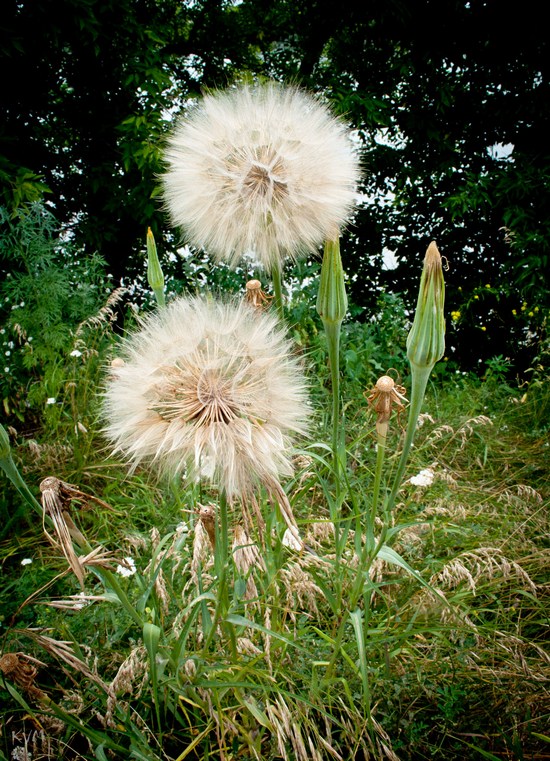 Image of Tragopogon dubius ssp. major specimen.