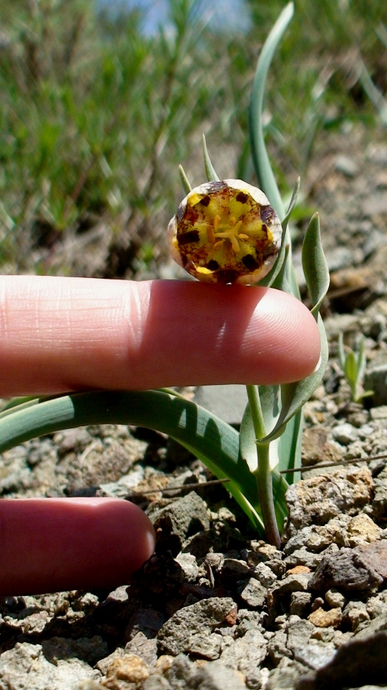 Image of Fritillaria kurdica specimen.