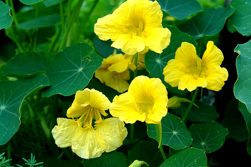 Image of Tropaeolum majus specimen.