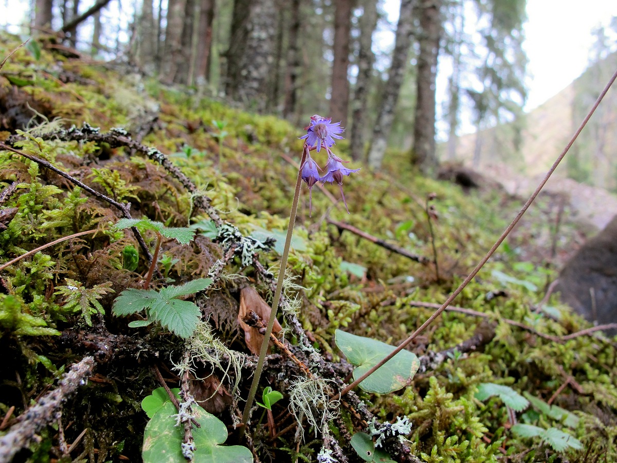 Image of Soldanella montana specimen.