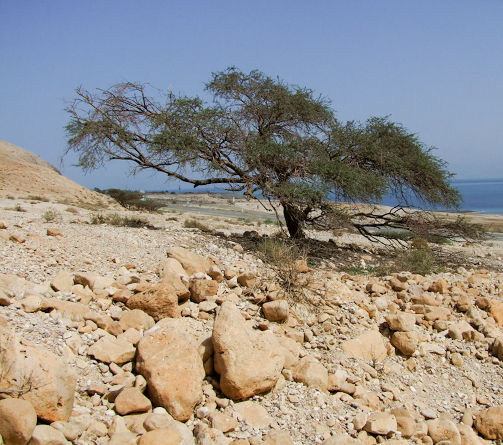 Image of Vachellia tortilis ssp. raddiana specimen.