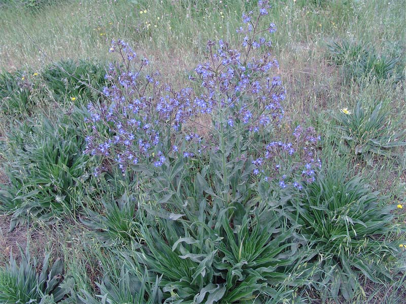 Изображение особи Anchusa azurea.