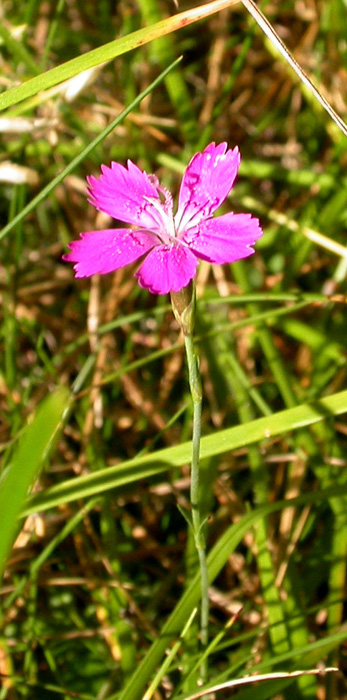 Изображение особи Dianthus deltoides.