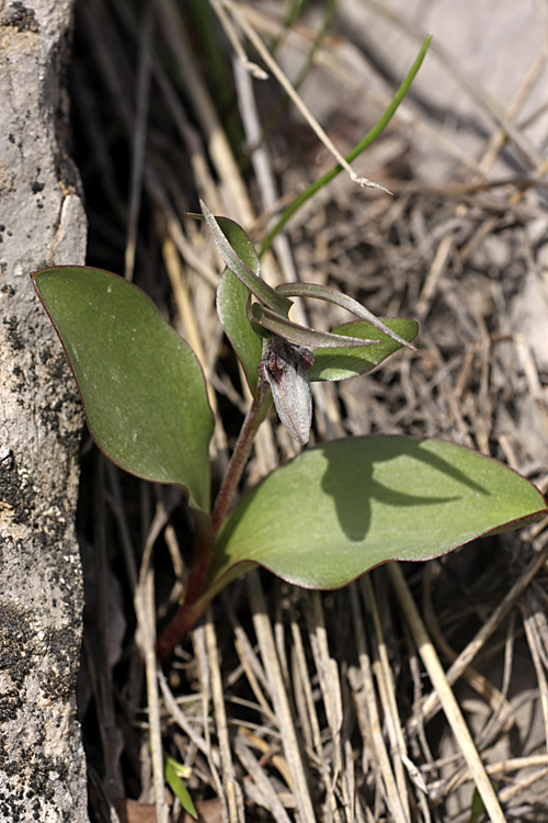 Изображение особи Rhinopetalum stenantherum.