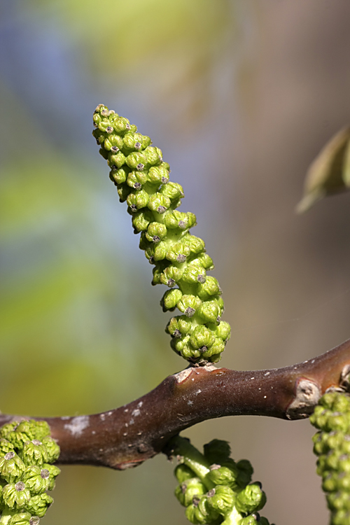 Изображение особи Juglans regia.