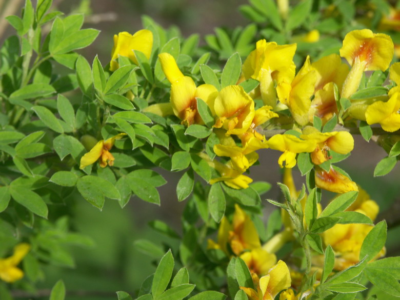 Изображение особи Chamaecytisus ruthenicus.