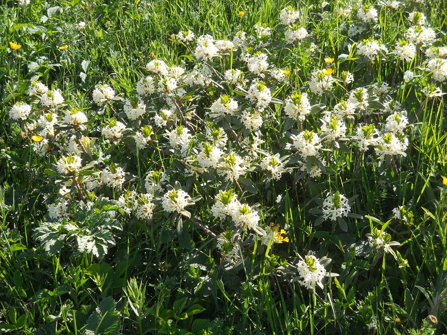 Image of Daphne glomerata specimen.