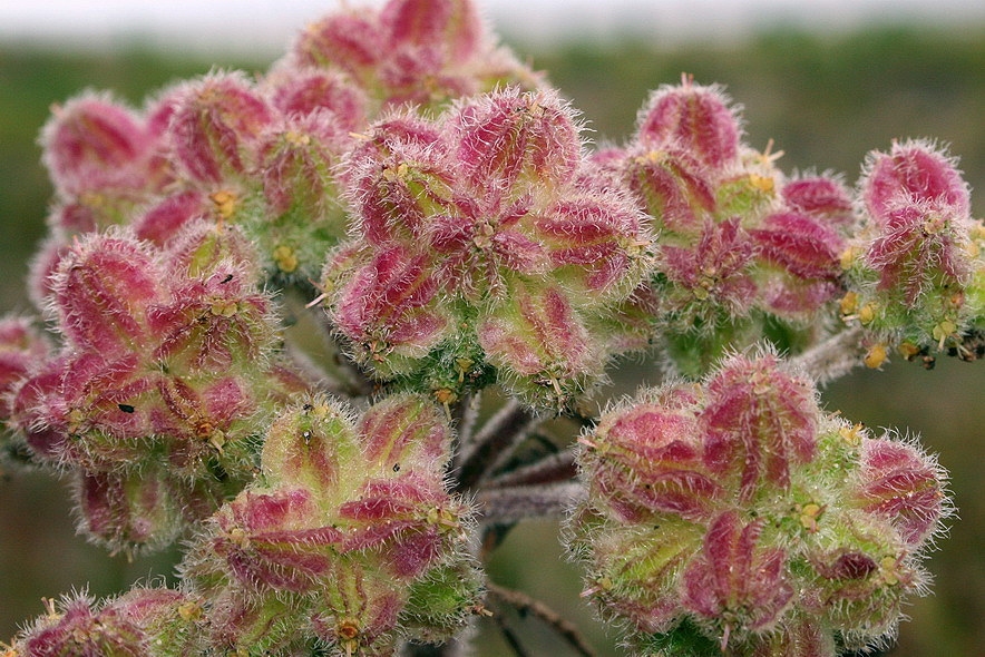 Image of Glehnia litoralis specimen.