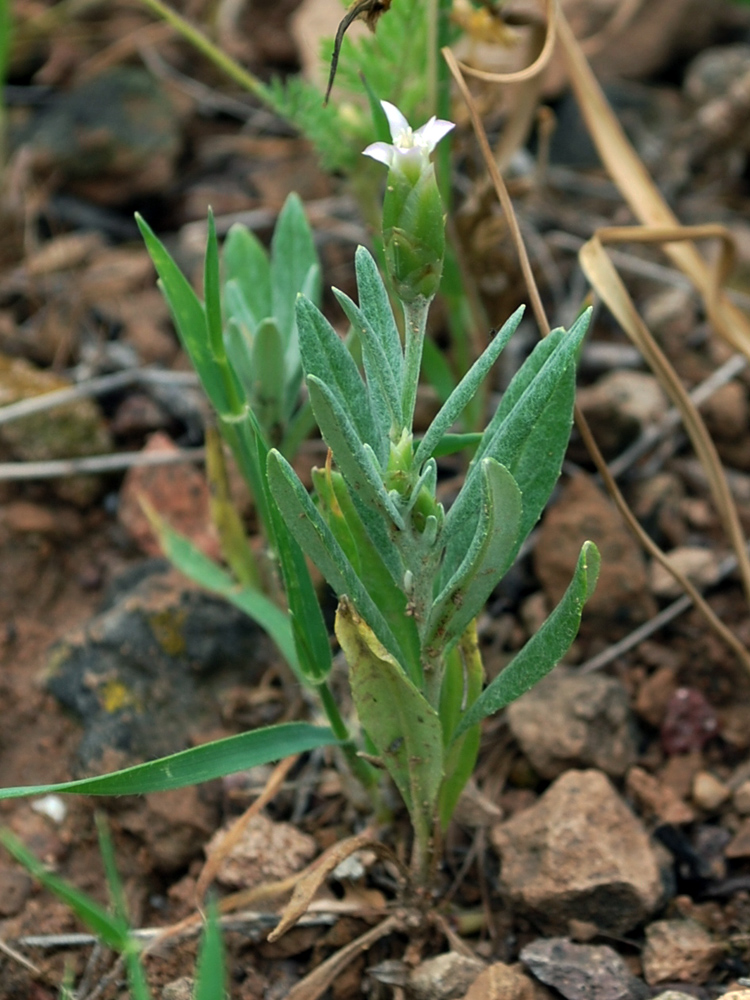 Image of Chardinia orientalis specimen.