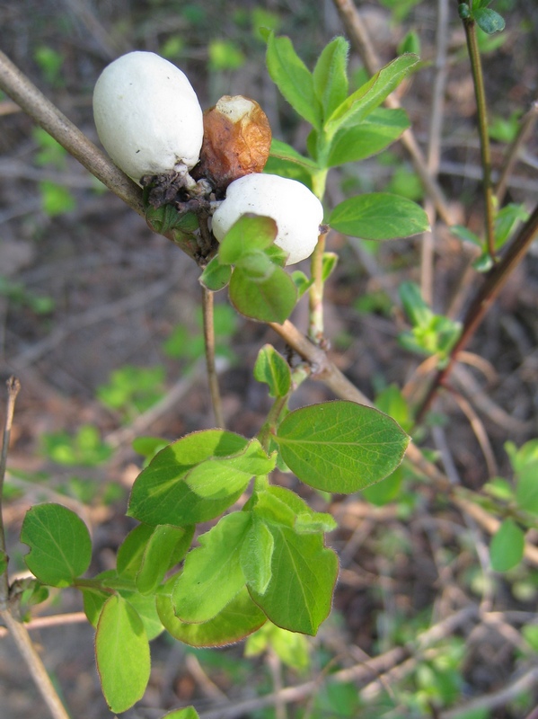 Image of Symphoricarpos albus var. laevigatus specimen.