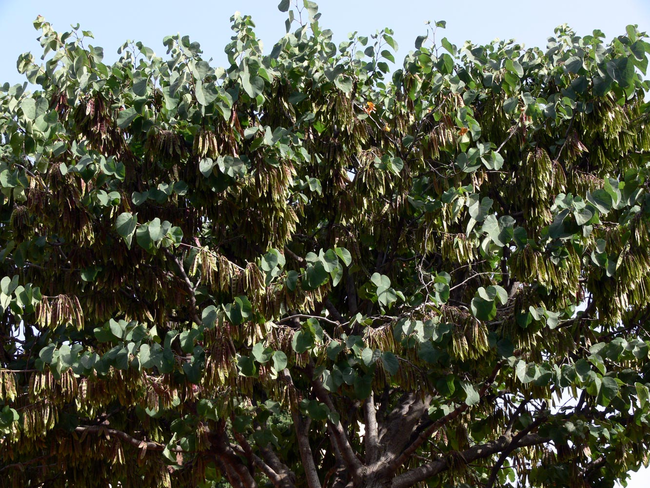 Image of Cercis siliquastrum specimen.