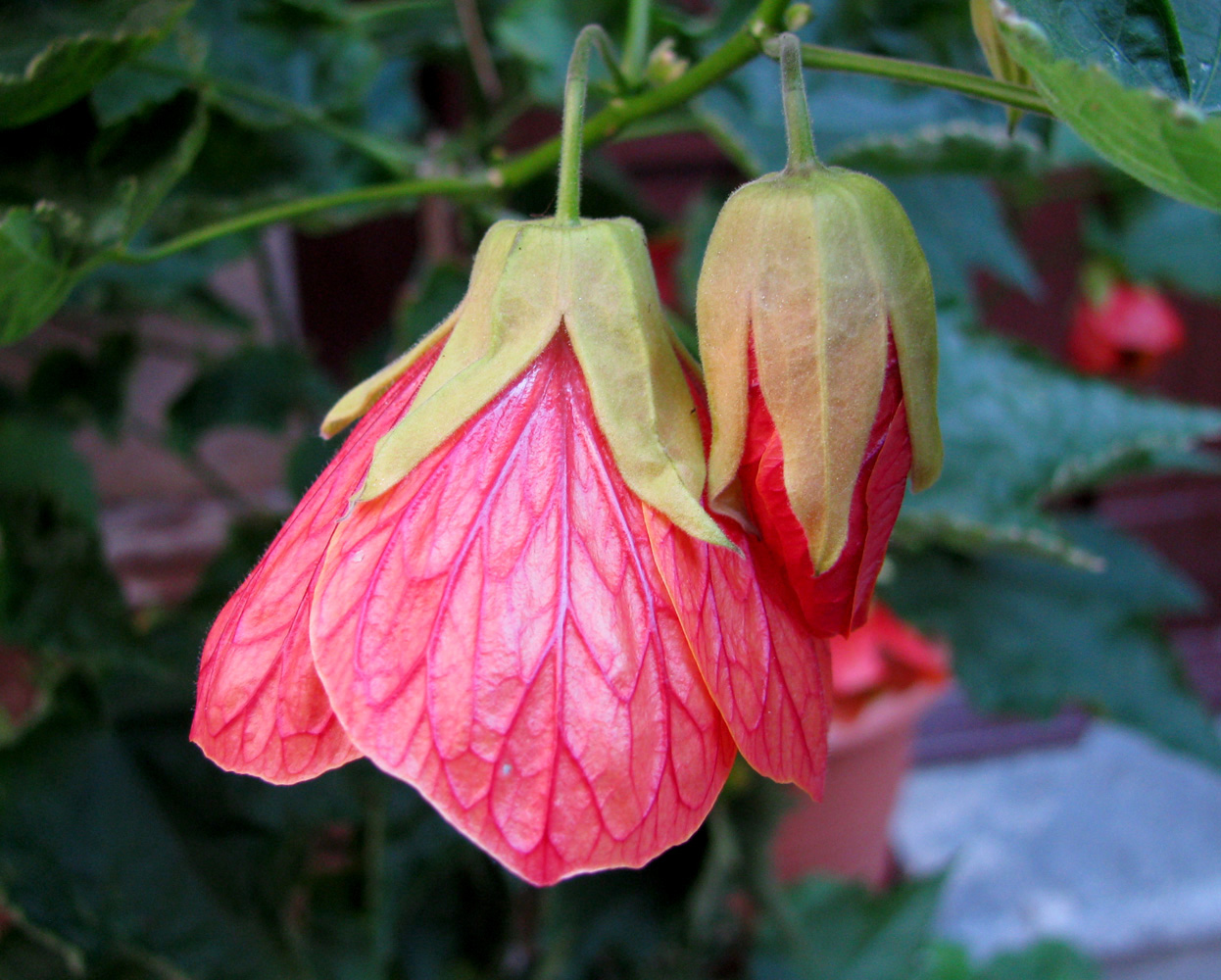 Image of Abutilon &times; hybridum specimen.