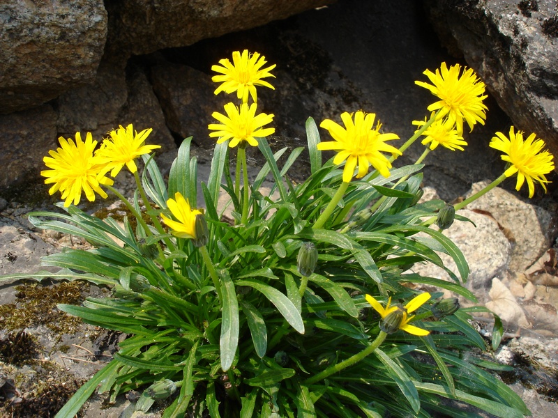 Изображение особи Taraxacum lineare.