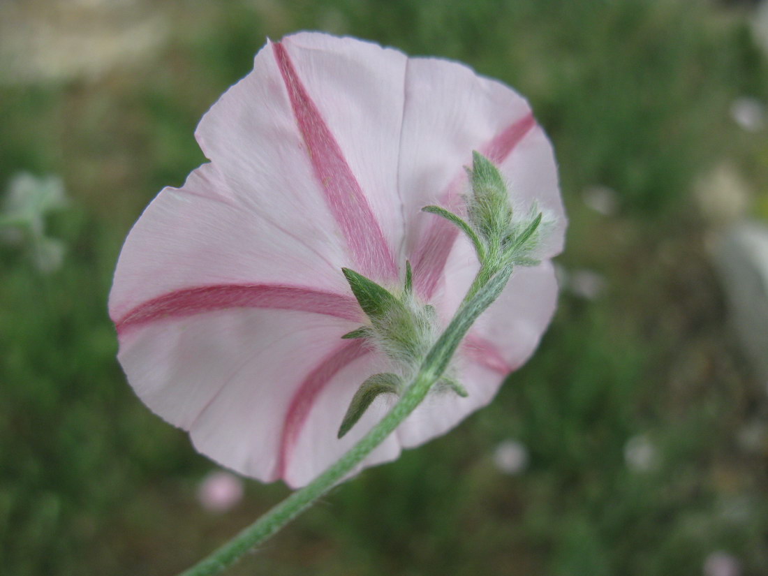 Изображение особи Convolvulus cantabrica.