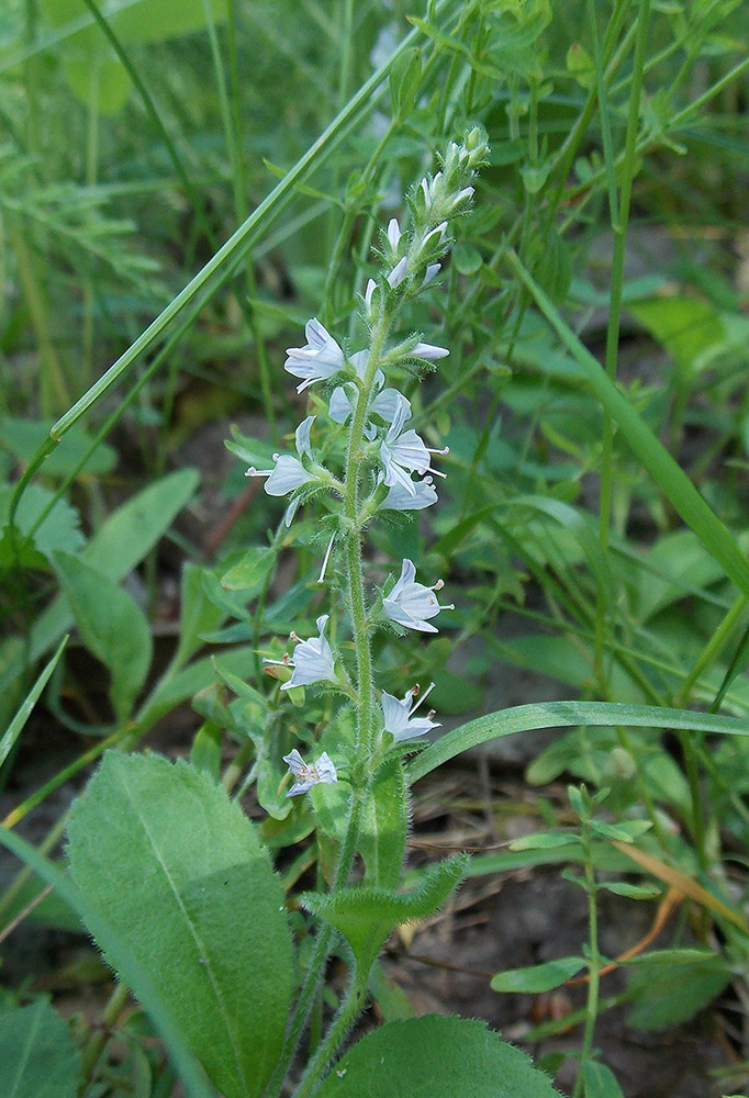 Изображение особи Veronica officinalis.