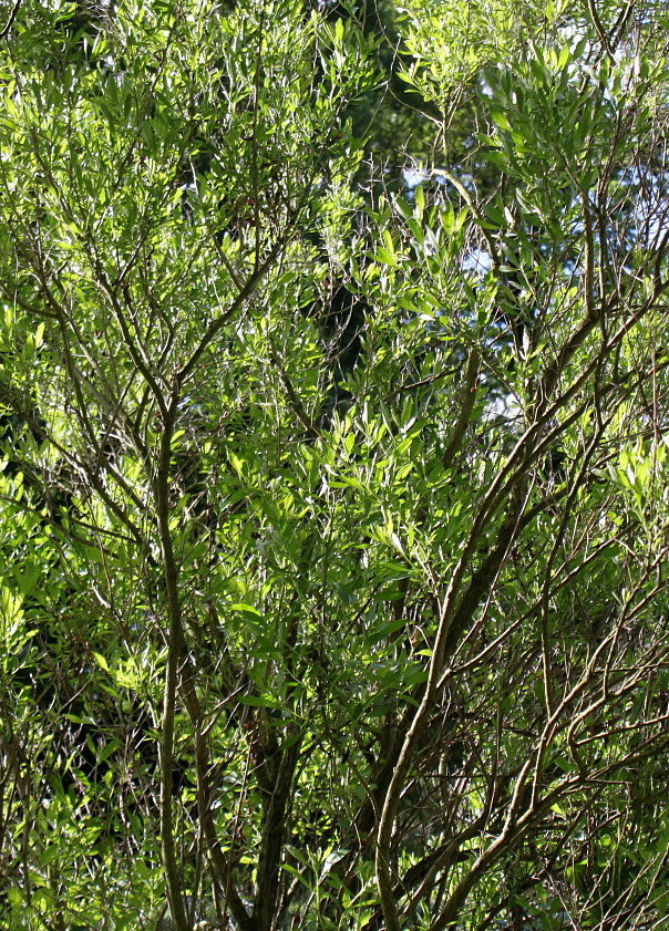 Image of Baccharis halimifolia specimen.