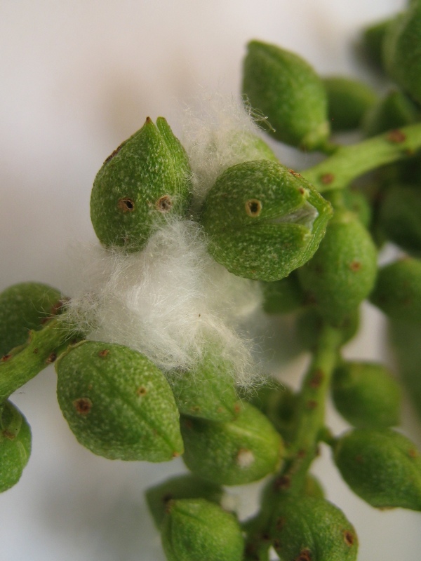 Image of Populus balsamifera specimen.