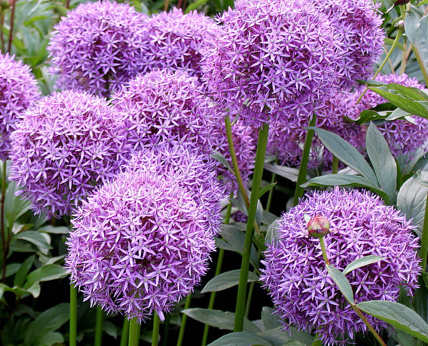 Image of genus Allium specimen.