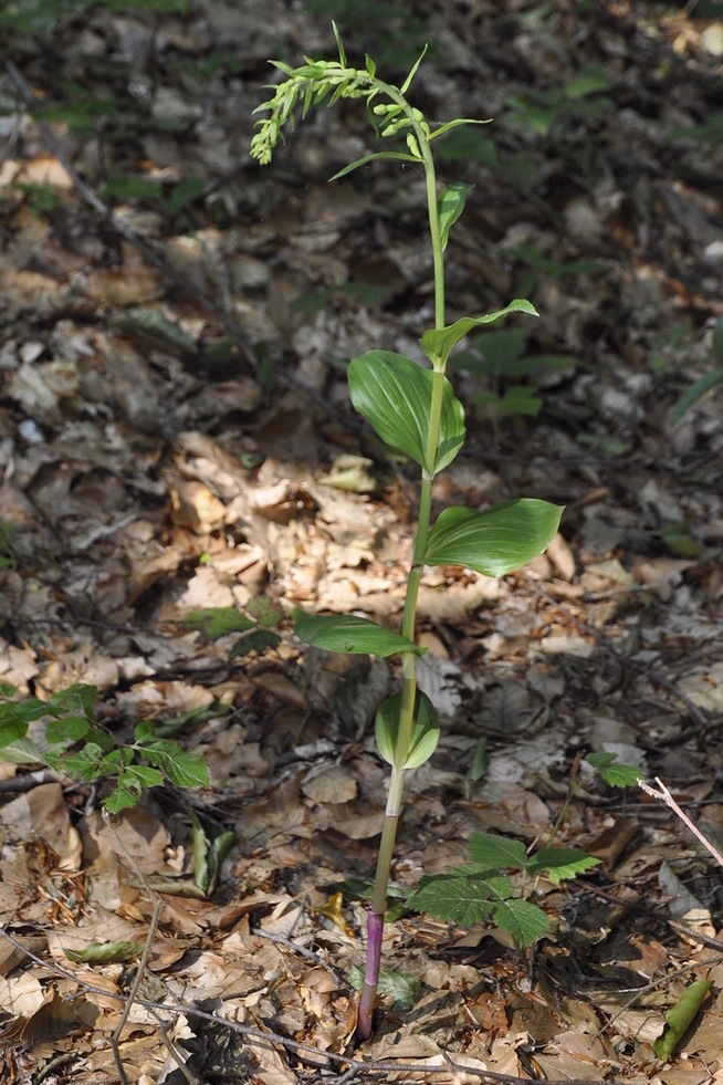 Изображение особи Epipactis helleborine ssp. degenii.