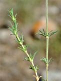 Silene spergulifolia