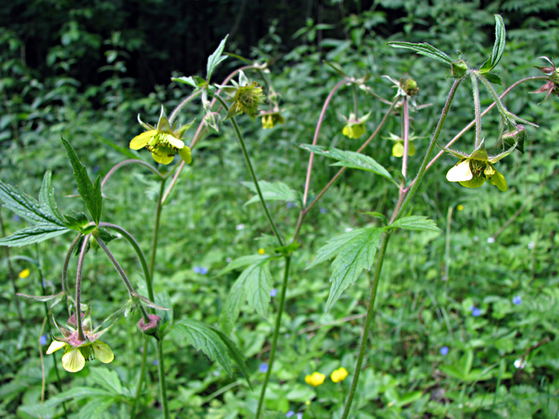 Image of Geum &times; intermedium specimen.