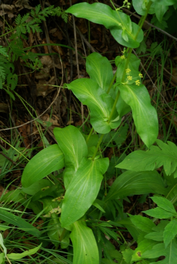 Image of Bupleurum longiradiatum specimen.