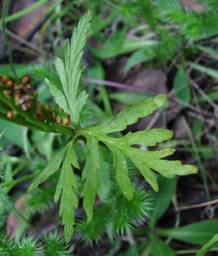 Image of Botrychium lanceolatum specimen.