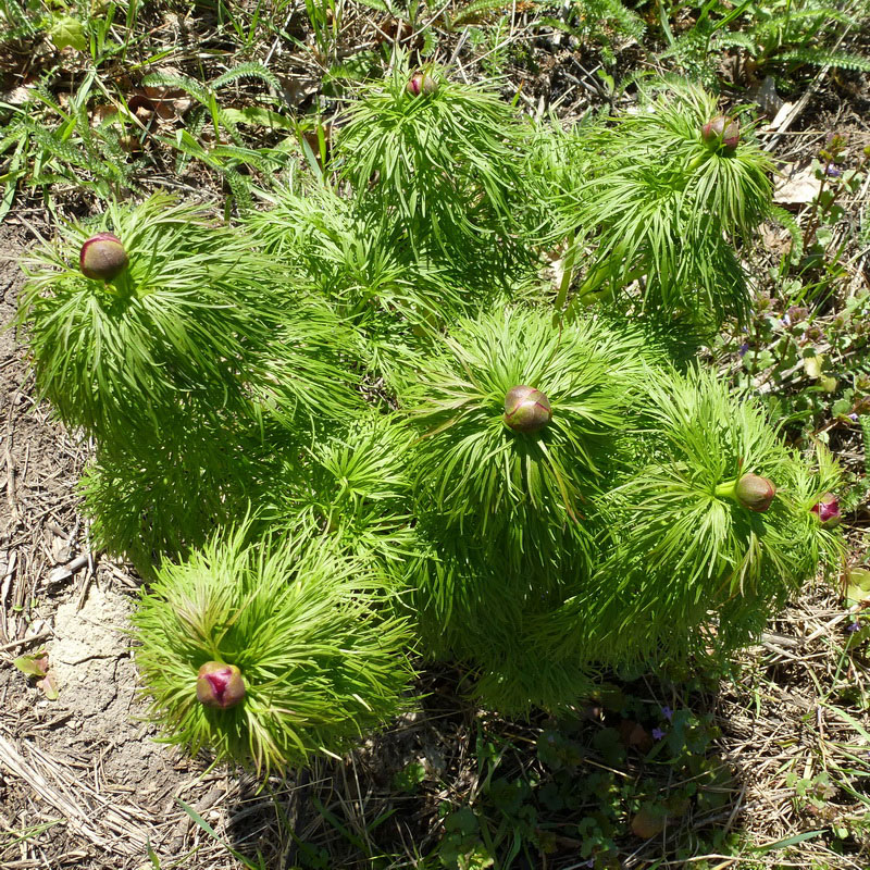 Image of Paeonia tenuifolia specimen.