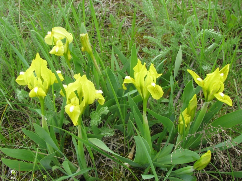 Image of Iris pumila specimen.