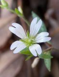 Cerastium variety meyerianum