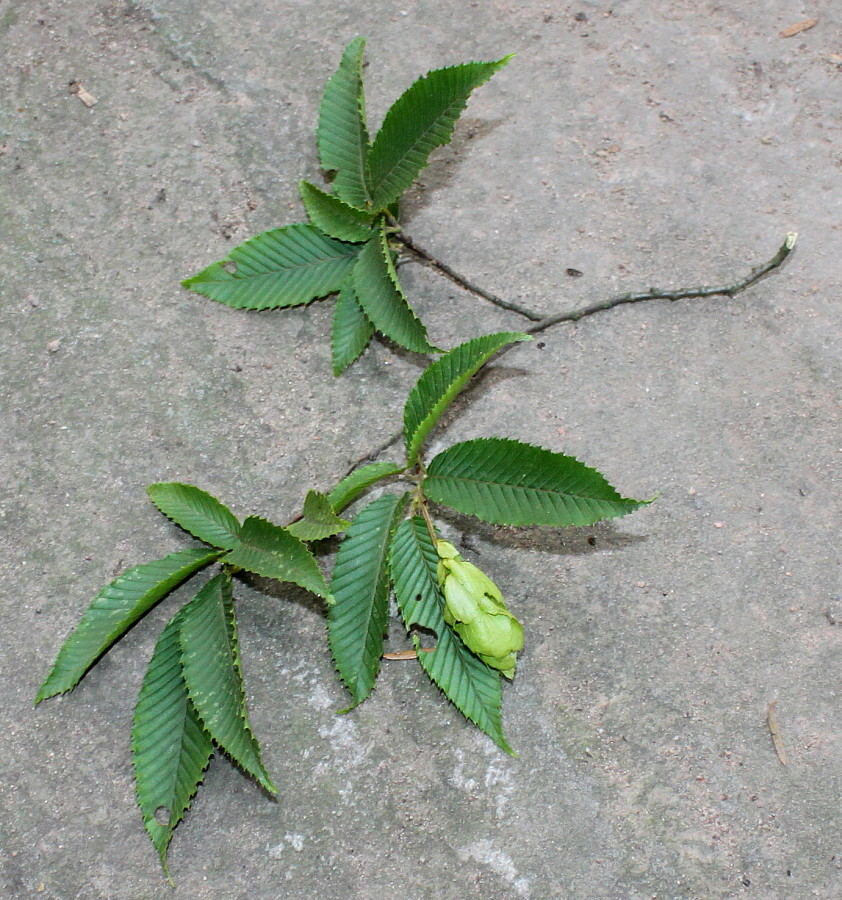 Изображение особи Carpinus japonica.