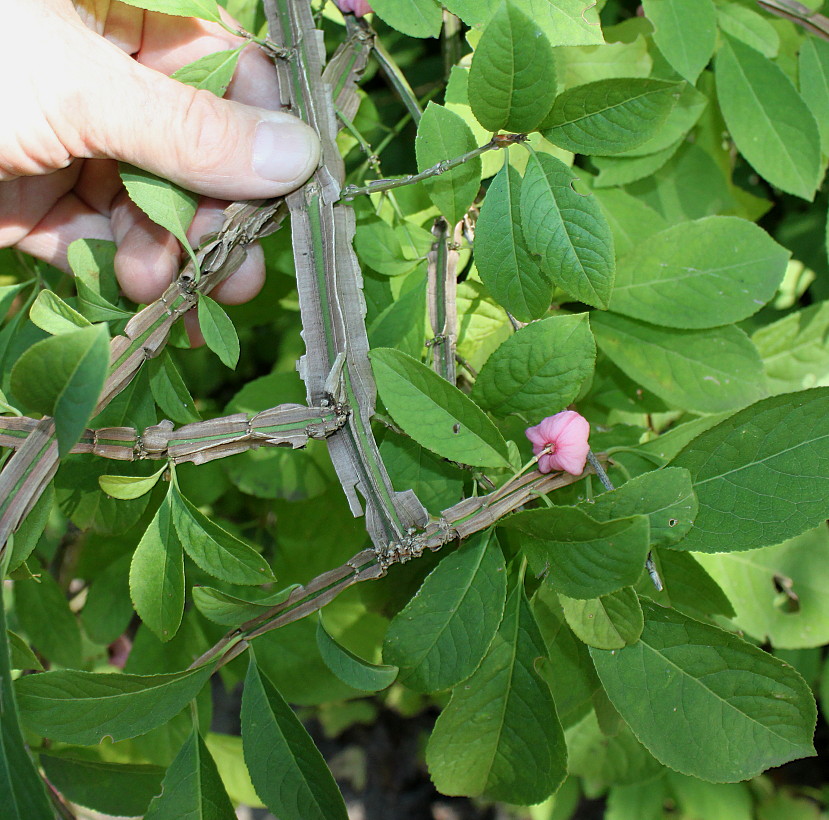 Image of Euonymus phellomanus specimen.