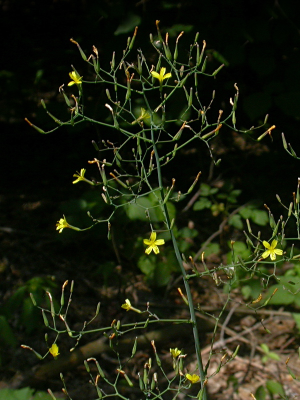 Image of Mycelis muralis specimen.