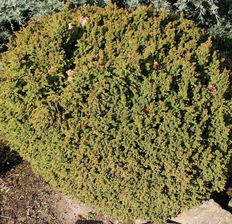 Image of Cryptomeria japonica specimen.