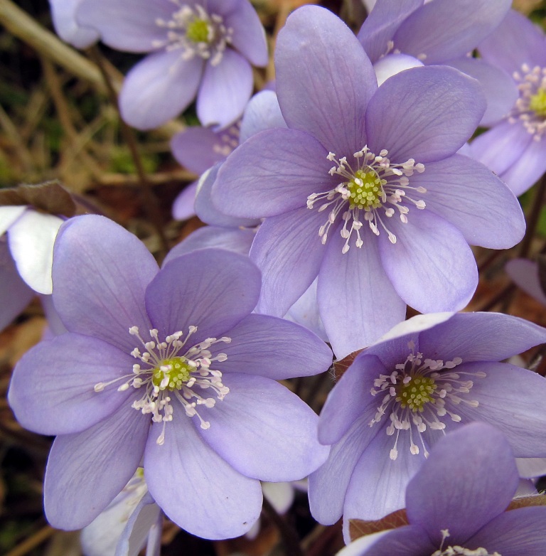 Image of Hepatica nobilis specimen.