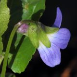 Viola suavis