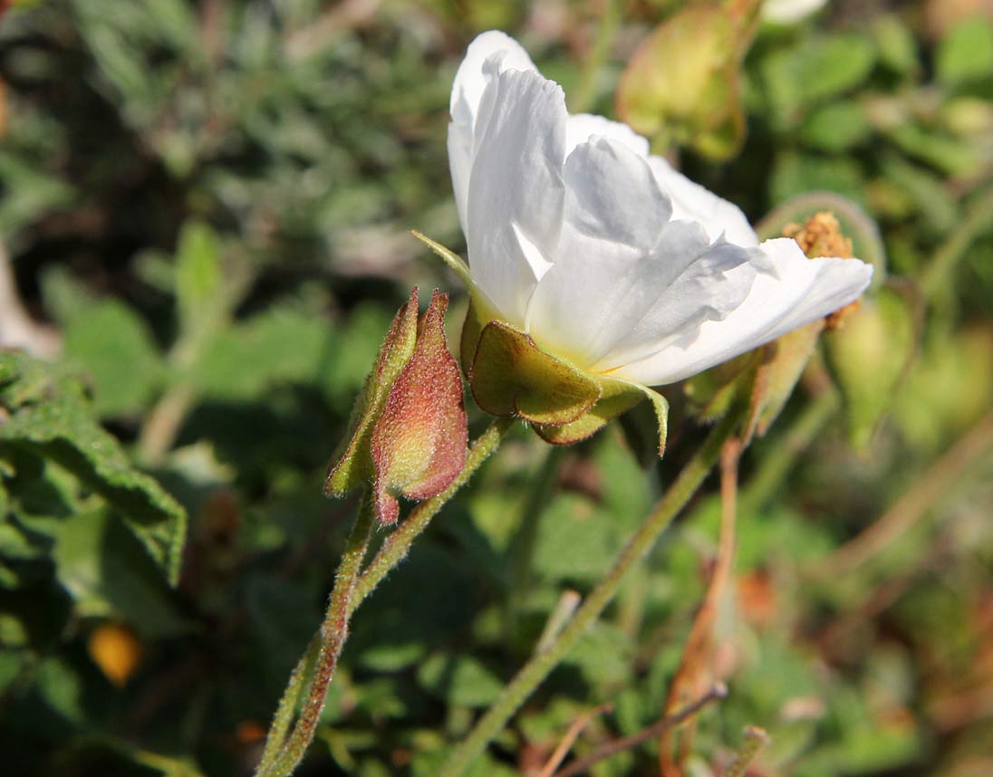 Изображение особи Cistus salviifolius.