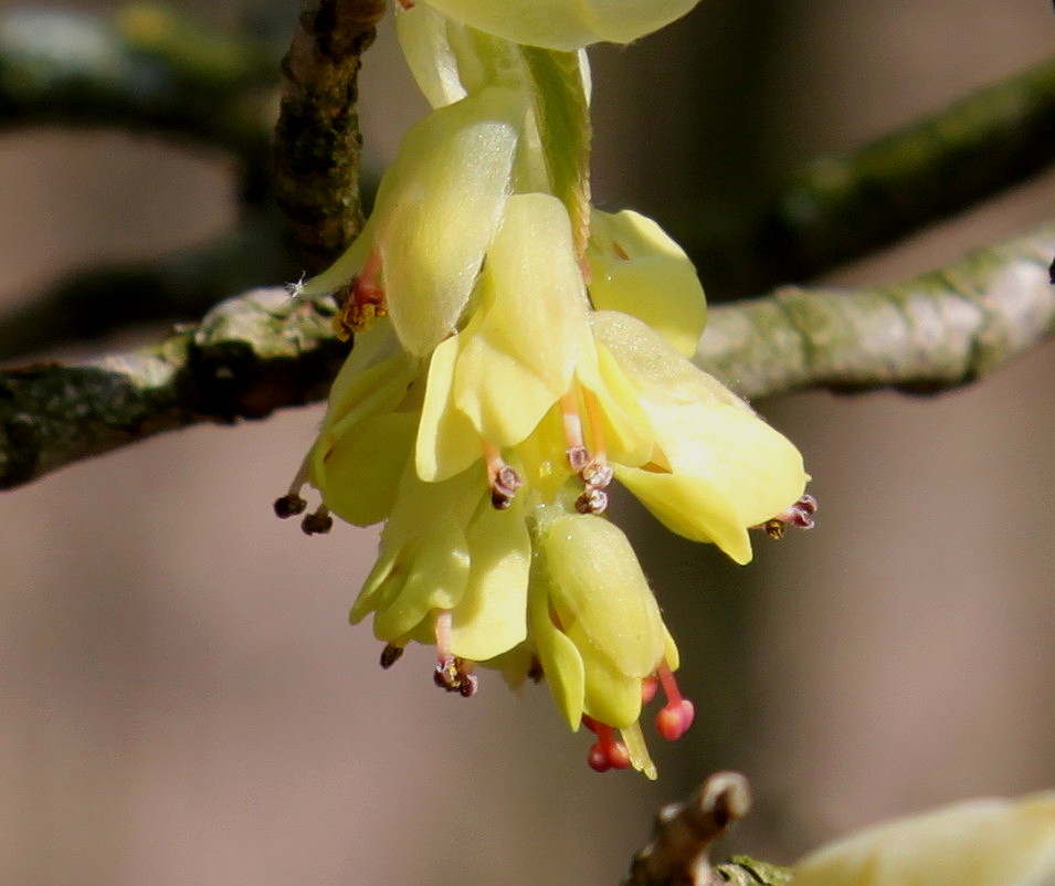 Image of Corylopsis veitchiana specimen.