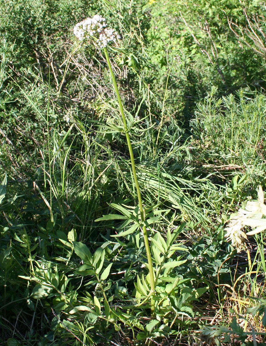 Image of Valeriana dubia specimen.