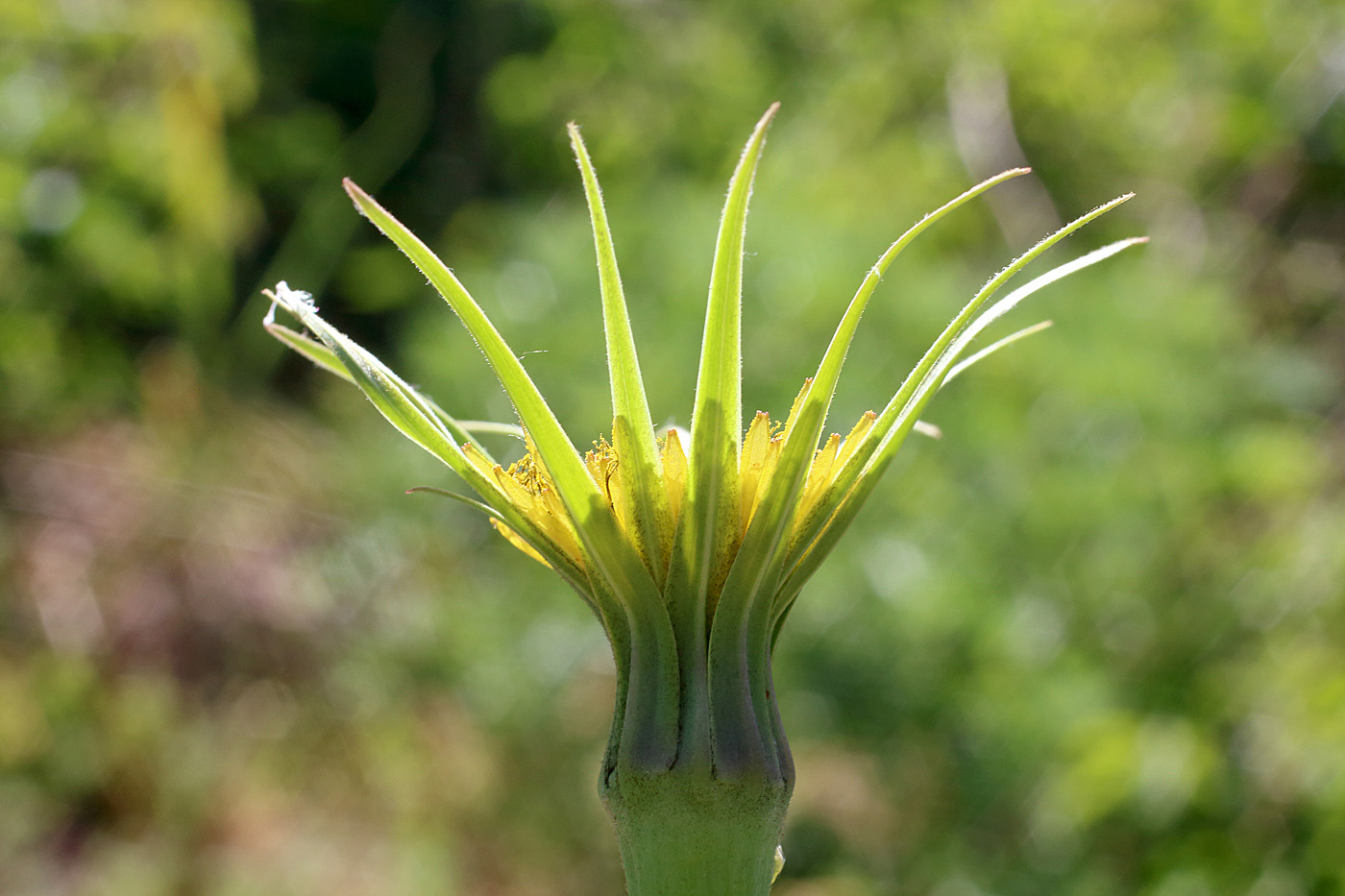 Image of Tragopogon capitatus specimen.