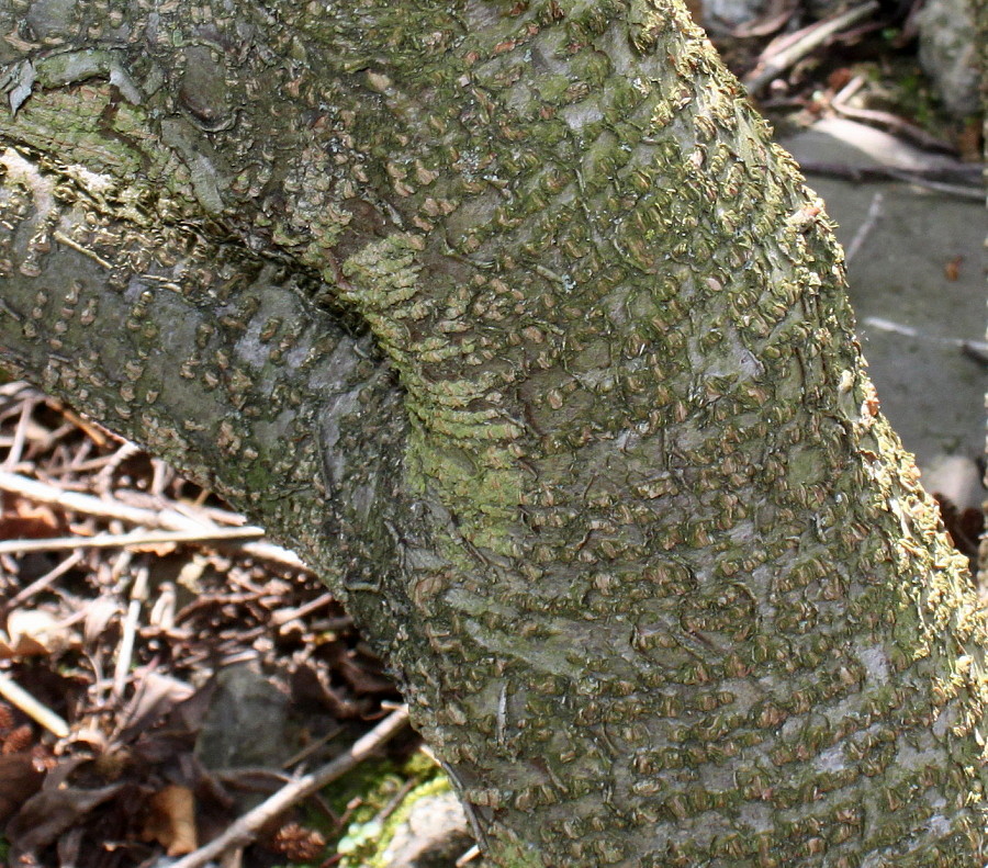 Image of Duschekia alnobetula specimen.