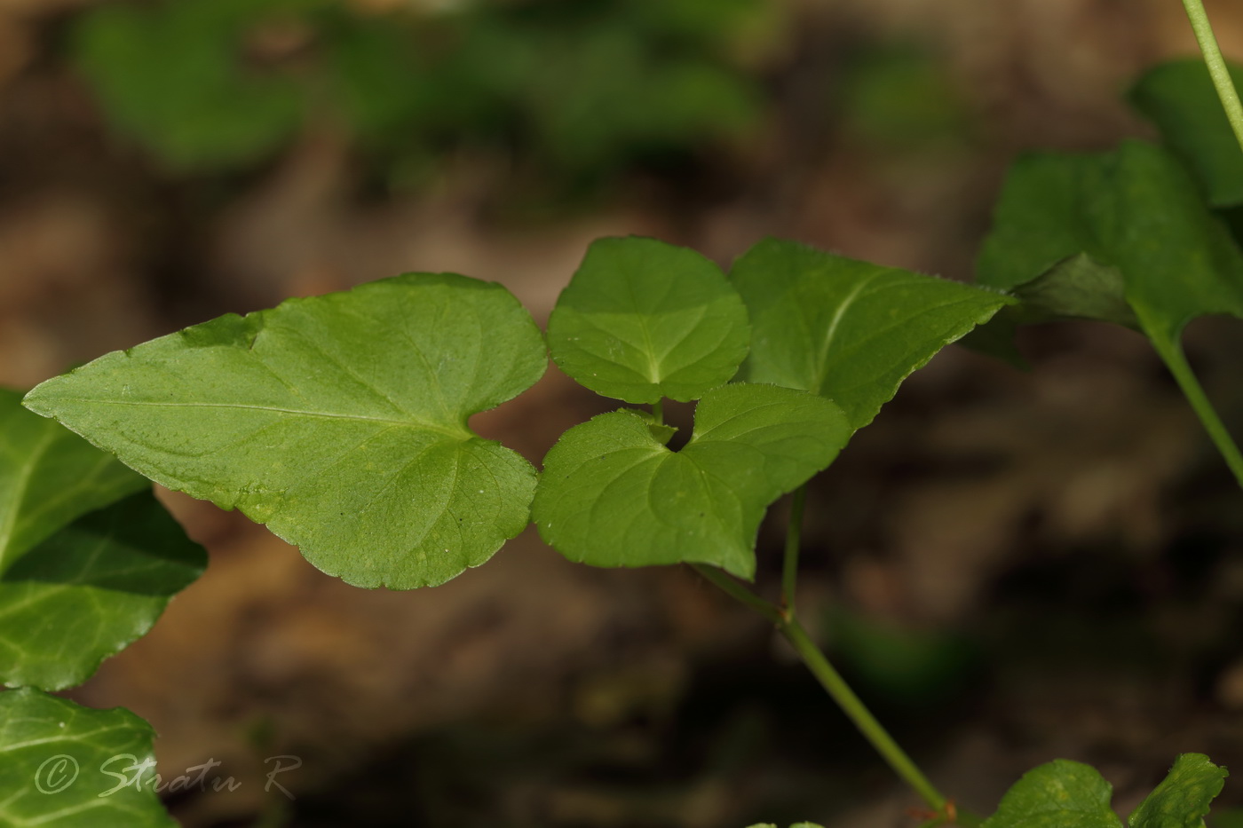 Image of Viola reichenbachiana specimen.