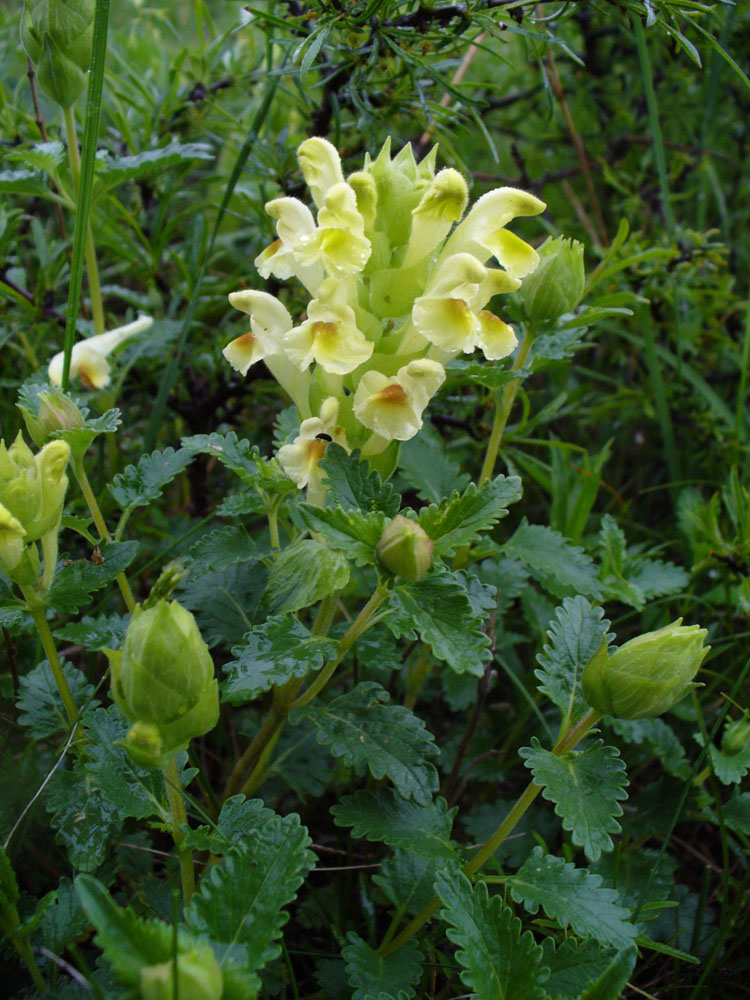 Image of Scutellaria polyodon specimen.