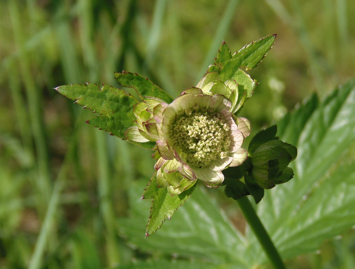 Изображение особи Astrantia major.