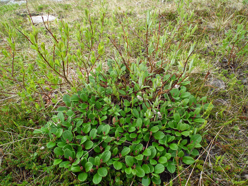 Image of Salix reticulata specimen.