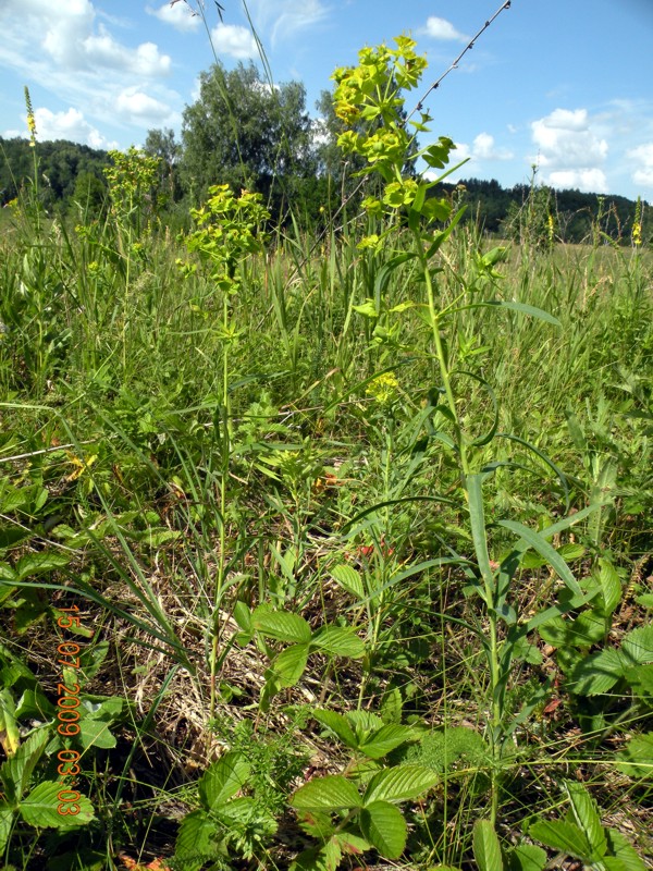 Image of Euphorbia virgata specimen.