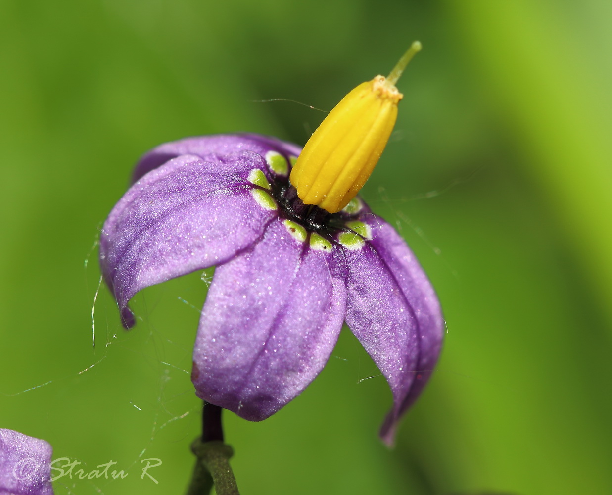 Image of Solanum dulcamara specimen.